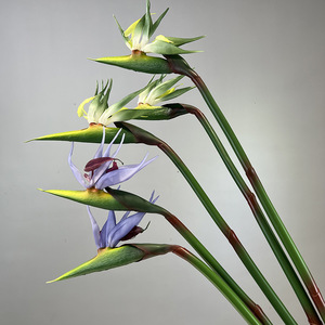 LO-1208 Vente en gros de <span class=keywords><strong>fleurs</strong></span> artificielles <span class=keywords><strong>Strelitzia</strong></span> (oignon d'Inde) à toucher réel de 85 cm pour la décoration des halls d'hôtel et des vitrines - Product Image 5