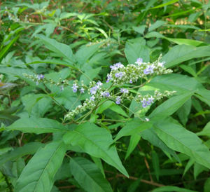 Chinesischer Lieferant Bestseller Vitex-Kapseln Vitex-Mönchspfeffer-Samen Vitex Agnus - Product Image 3