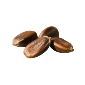 Kapsul <span class=keywords><strong>Guarana</strong></span> Label Pribadi OEM/ODM, Kapsul Peningkat Energi Alami Ekstrak <span class=keywords><strong>Guarana</strong></span>, Membantu Peningkatan Performa Tubuh - Product Image 2