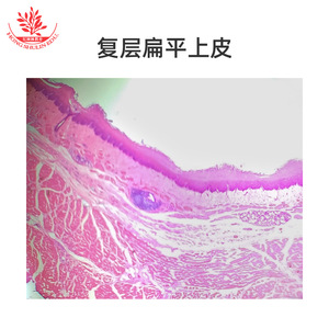 Nuevo tipo de preparado de microscopio con estructura típica, estándar educativo de alto nivel, experimento biológico, fisiología. - Product Image 5