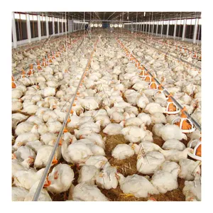 Équipement de volaille de système de ferme de poulet de prix bon marché