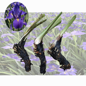 <span class=keywords><strong>Iris</strong></span>'Clyde Remond - Graines et rhizomes d'<span class=keywords><strong>iris</strong></span> adaptés à la plantation dans les bassins de jardin et les serres. - Product Image 2
