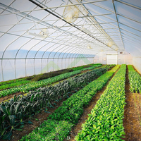 Serre tunnel monopente en PE, kit pré-découpé économique pour la culture prolongée des légumes et des tomates