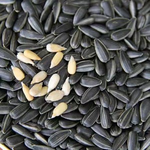 Graines de <span class=keywords><strong>tournesol</strong></span> noires 'Perle Noire' de nouvelle récolte, grillées et crues, saveur originale, en gros direct usine, en stock, pour collations décontractées - Product Image 4