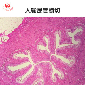 Muestras del sistema urinario teñidas con HE, preparados microscópicos, secciones de ureter, vejiga y riñón, observación microscópica, biología típica - Product Image 1