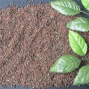 Mangime Naturale per Uccelli di Perilla Pura Biologica Direttamente dal Produttore con Processo di Essiccazione Avanzato - Product Image 3