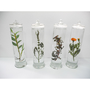 Traitement personnalisé ; présentation et exposition d'échantillons ; préservation à long terme de la forme et de la couleur ; préservation des couleurs à base de plantes - Product Image 1