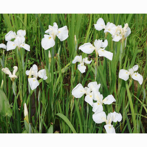 Iris <span class=keywords><strong>japonais</strong></span> Iris-I.ensata'hare Sugata' - Une <span class=keywords><strong>plante</strong></span> aquatique adaptée aux bassins de jardin et aux serres - Iris <span class=keywords><strong>japonais</strong></span> - Product Image 4