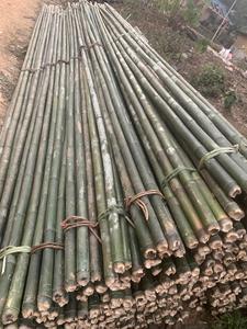 Cañas de bambú tratadas | Tamaño personalizado | Para la agricultura | Fábrica de Vietnam - Product Image 4