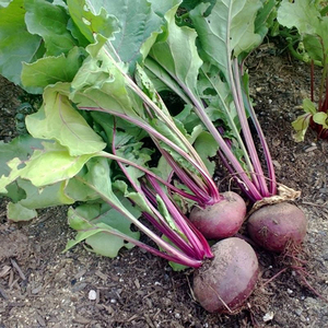 Graines de betterave rouge foncé de Detroit de qualité supérieure Pureté 99,99% Origine Pakistan Systèmes d'agriculture intensive Commerce de gros sur le marché frais - Product Image 4