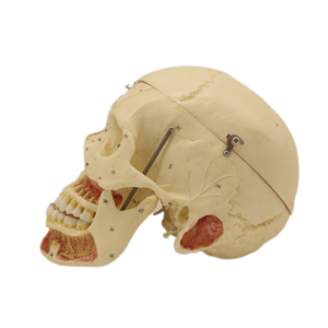 Modelos de laboratorio para enseñanza, 3 piezas, Cráneo <span class=keywords><strong>humano</strong></span> musculoso, <span class=keywords><strong>esqueleto</strong></span>, modelos para estudiantes - Product Image 2