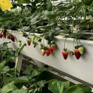 Sistema de Cultivo Hidropónico NFT, Canal de Plástico para Fresas, Jardín, Invernadero - Product Image 1