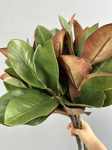 Grosir tanaman buatan daun magnolia cabang magnolia ornamen Camellia tanaman hijau plastik dekorasi lanskap - Product Image 6