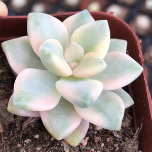 Venta al por mayor de plantas suculentas Plantas ornamentales de interior <span class=keywords><strong>Echeveria</strong></span> - Product Image 3