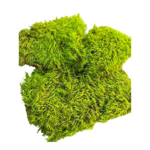 Naturel Réel Préservé Chignon Mousse Pôle Mousse Leucobryum Glaucum pour DIY Art Mousse Panneau - Product Image 5