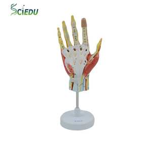 แบบจำลอง<span class=keywords><strong>กล้าม</strong></span><span class=keywords><strong>เนื้อ</strong></span><span class=keywords><strong>มือ</strong></span>ที่ถอดออกได้พร้อมหลอดเลือดหลักและเส้นประสาท อุปกรณ์ช่วยสอน<span class=keywords><strong>กล้าม</strong></span><span class=keywords><strong>เนื้อ</strong></span>กระดูก<span class=keywords><strong>มือ</strong></span> 7 ส่วน แบบจำลองกายวิภาคศาสตร์<span class=keywords><strong>มือ</strong></span>มนุษย์ - Product Image 1