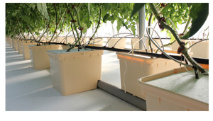 Sistema completo de cultivo hidropónico de tomates en macetas holandesas con bomba automática - Hidroponía ecológica para interiores - Product Image 5