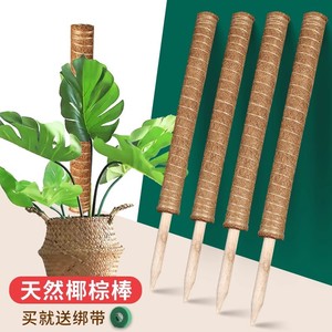 Varilla de soporte para plantas de fibra de coco Autonomy para plantas trepadoras de interior de 12 pulgadas - Product Image 3