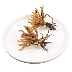 Cordyceps naturais para plantas 100% herbal cordyceps sinensis - Product Image 3