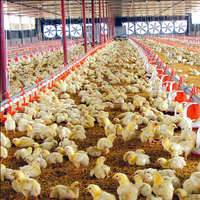 Granja de pollos, granja de pollos, granja de pollos, casa verde, granja de pollos a la venta