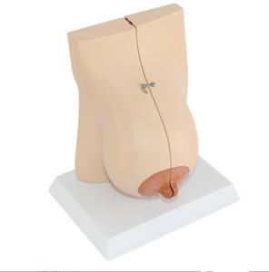 Modelo de Treinamento Médico Feminino: Modelo da Anatomia Interna da Mama Humana Durante a Lactação - Product Image 3