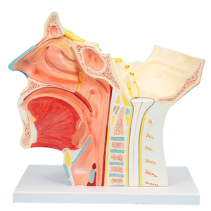 2.5X拡大された12ペアの頭蓋神経解剖モデル (取り外し可能な眼球) - Product Image 2