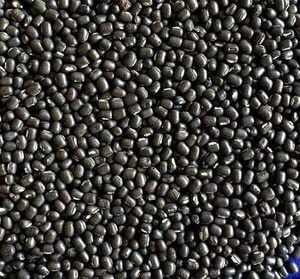 Fournisseur en gros de haricots noirs entiers - Product Image 4