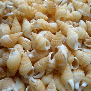 Conchas Marinas Naturales Miniatura al por Mayor, Conchas <span class=keywords><strong>de</strong></span> <span class=keywords><strong>Caracol</strong></span>/Trompeta para Decoración <span class=keywords><strong>de</strong></span> Bodas/Festivales/Fiestas - Product Image 3