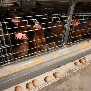 Meilleure vente Cage à poulets en batterie de type A pour <span class=keywords><strong>poules</strong></span> <span class=keywords><strong>pondeuses</strong></span> Équipement de <span class=keywords><strong>ferme</strong></span> avicole durable Prix d'usine État neuf - Product Image 2