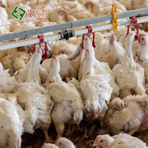 Yeni tasarım hayvan besleme tasarımı tam otomatik komple Broiler tavuk tarım ekipmanları kanatlı ev