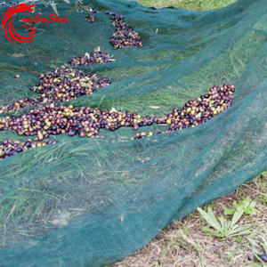 परिपक्व मौसम खेतों में प्रकाश जैतून के लिए कुशल कटाई और चयन - Product Image 1