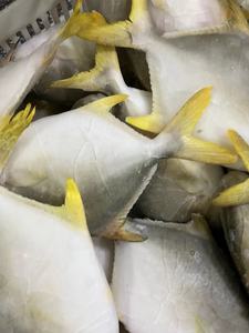 Competitivo pomfret dorato pompano dorato congelato esportatore cinese importatore <span class=keywords><strong>di</strong></span> pesce congelato <span class=keywords><strong>di</strong></span> <span class=keywords><strong>mare</strong></span> - Product Image 5