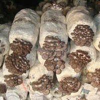 Machine de remplissage de sacs pour la culture de champignons Machines d'emballage de champignons Equipement d'étanchéité de sacs