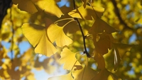 Teh Daun Ginkgo Biloba Premium KAIYANGE OEM Daun Kering Utuh Grosir Teh Kesehatan dalam Kemasan Kotak, Cangkir, dan Sachet