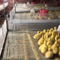 Grillage en plastique HDPE pour volailles, cages à poulets, volières, maille plate en plastique pour l'élevage, vente en gros