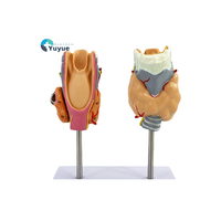 Modèle anatomique de la glande thyroïde en PVC pour la science médicale, pour l'enseignement de l'hyperthyroïdie et de l'hypothyroïdie, écoles