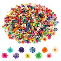 Kleurrijke mini Braziliaanse kleine gedroogde bloemen voor scrapbooking, kaartjes maken en fotolijstdecoratie.