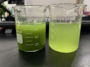 होंगडा फैक्टरी थोक जैविक जौ घास का रस पाउडर OEM जौ घास पाउडर - Product Image 4