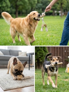 Full-Size Twins <b>Rope</b> Bone Coffee Wood Chew Toy for Dogs with White Cotton & Coir Hemp <b>Rope</b> from Vietnam - Product Image 5