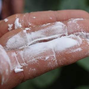 Оптовая цена кукурузный крахмал пищевой 25 кг мешок кукурузный крахмал - Product Image 5