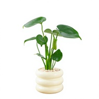Tanaman Monstera Mini dalam Pot - Perawatan Mudah, Dedaunan Hijau, Gaya Amerika Modern Minimalis Mewah, Anti Radiasi, Penjernih Udara, untuk Dalam Ruangan
