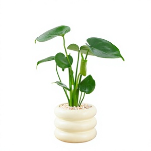 Mini Monstera in Vaso - Pianta Verde Facile da Curare, Stile Americano Moderno Minimalista <span class=keywords><strong>di</strong></span> Lusso per Soggiorno - Product Image 1