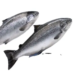 Proveedor rápido de pescado de salmón del Atlántico fresco de Noruega/Pescado de salmón del Atlántico a la venta, entrega mundial