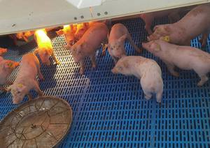 Equipo <span class=keywords><strong>de</strong></span> Avicultura, Jaulas para Animales para la Cría <span class=keywords><strong>de</strong></span> Cerdos, Cama <span class=keywords><strong>de</strong></span> Parto para Cerdas, Corral <span class=keywords><strong>de</strong></span> Parto para la <span class=keywords><strong>Venta</strong></span> - Product Image 5