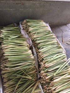 Cortes de hierba de limón seca cruda para té y proceso de secado al aire experto en cocina - Product Image 3