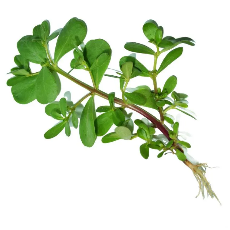 False Purslane extract, Bacopa Monnieri Leaf Extract with 10%-50% Bacopaside