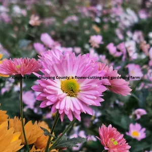 Asterzaden Bloemzaden Vier seizoenen Gemakkelijk te kweken Dubbel bloemblad Juli Olie Buiten Binnenplaats Balkon Ingemaakt - Product Image 4