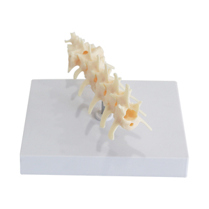 Columna Lumbar de perro con modelo de coxis, disección veterinaria, modelo de esqueleto canino Animal, modelo de columna Vertebral, enseñanza de mascotas - Product Image 1