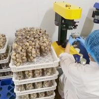 Achetez de l'ail noir à un seul cloître de haute qualité, ail fermenté, emballage personnalisé, vente en gros