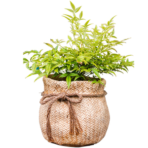 Pot de fleurs en terre cuite en forme de sac, design unique, décoration de <span class=keywords><strong>jardin</strong></span> à domicile, pour la décoration - Product Image 5